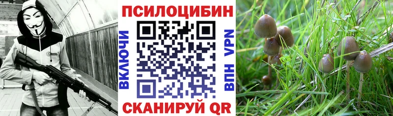 наркотики  Трубчевск  Псилоцибиновые грибы Cubensis 
